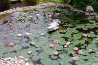 /album/zahradne-inspiracie-mdc5/dsc-0470-jpg/